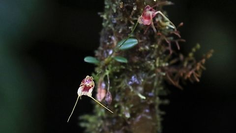 Masdevllia nidifica Another Masdevallia from Cerro Montezuma above 2,000 metres Cerro Montezuma,Masdevallia nidifica,Tatama National Park