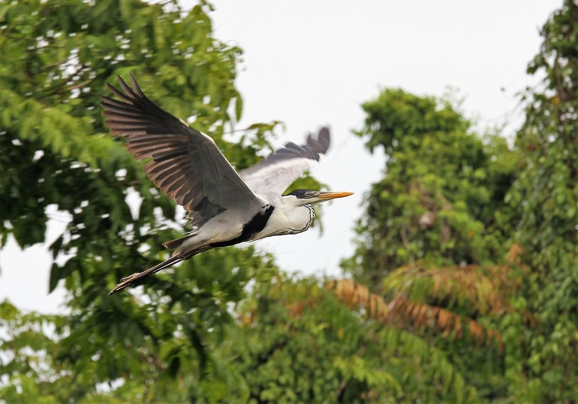 Cocoi Heron in flight 4  Ardea cocoi,Cocoi Heron,Rio Concha