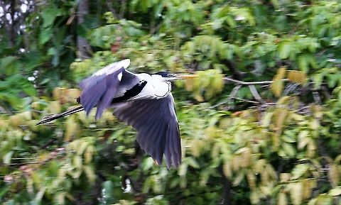 Cocoi Heron in flight 3  Ardea cocoi,Cocoi Heron,Rio Concha