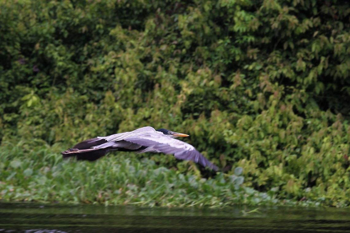 Cocoi Heron in flight 2  Ardea cocoi,Cocoi Heron,Rio Concha