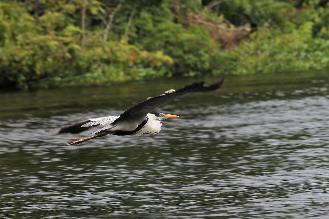 Cocoi Heron in flight 1 In flight Ardea cocoi,Cocoi Heron,Rio Concha