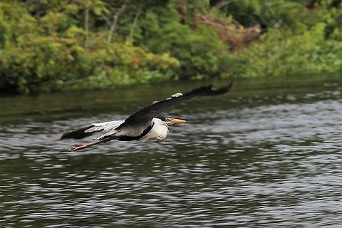 Cocoi Heron in flight 1 In flight Ardea cocoi,Cocoi Heron,Rio Concha