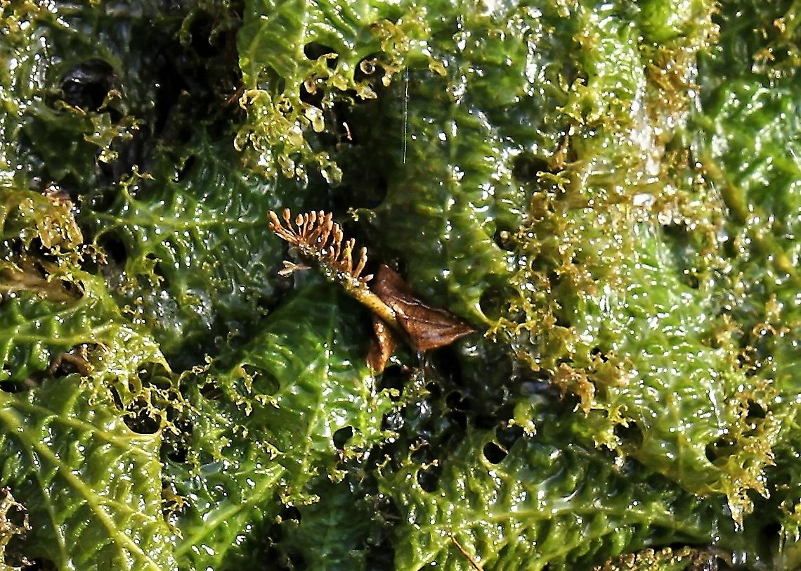 Unidentified Waterfall plants Salto Llovizna On the Caroni river at Ciudad Guyana Llovizna Falls,Rio Caroni,unidentified species