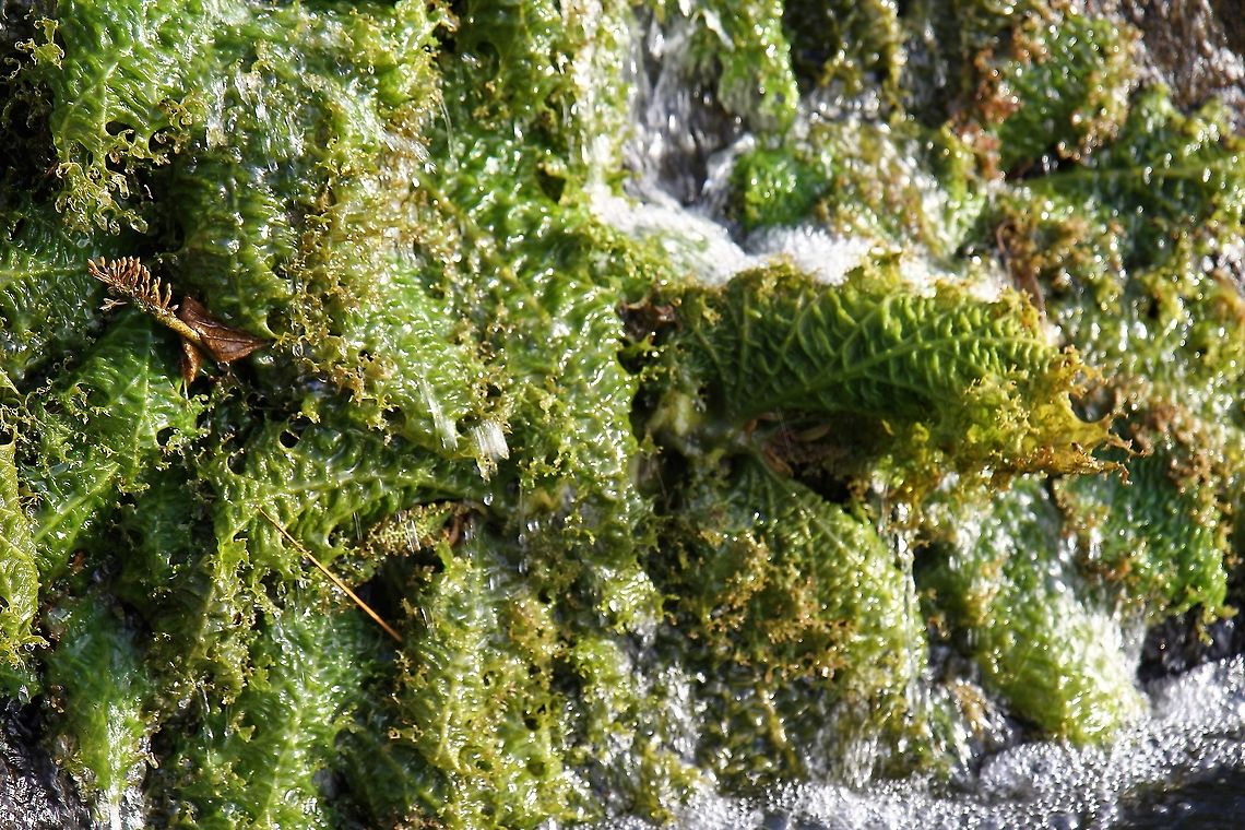 Unidentified Waterfall plants Salto Llovizna On the Caroni river close to the Orinoco Llovizna Falls,Rio Caroni,unidentified species