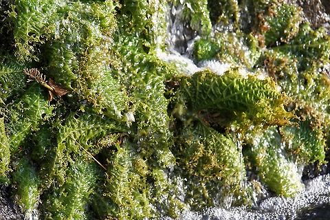 Unidentified Waterfall plants Salto Llovizna On the Caroni river close to the Orinoco Llovizna Falls,Rio Caroni,unidentified species