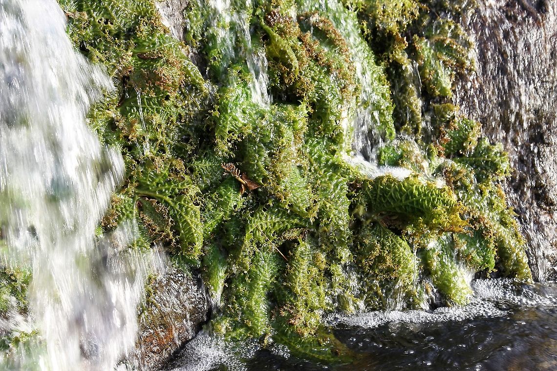 Unidentified Waterfall plants Salto Llovizna On the Caroni river near the confluence with the Orinoco Llovizna Falls,Rio Caroni,unidentified species
