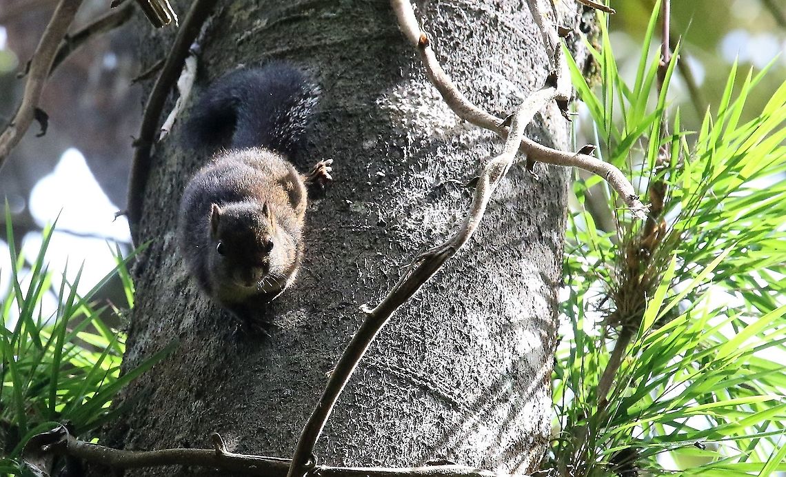 Andean Squirrel Seen in the Chicaque National Park Andean squirrel,Chicaque National Park,Sciurus pucheranii
