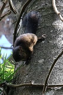 Andean Squirrel  Andean squirrel,Chicaque National Park,Sciurus pucheranii