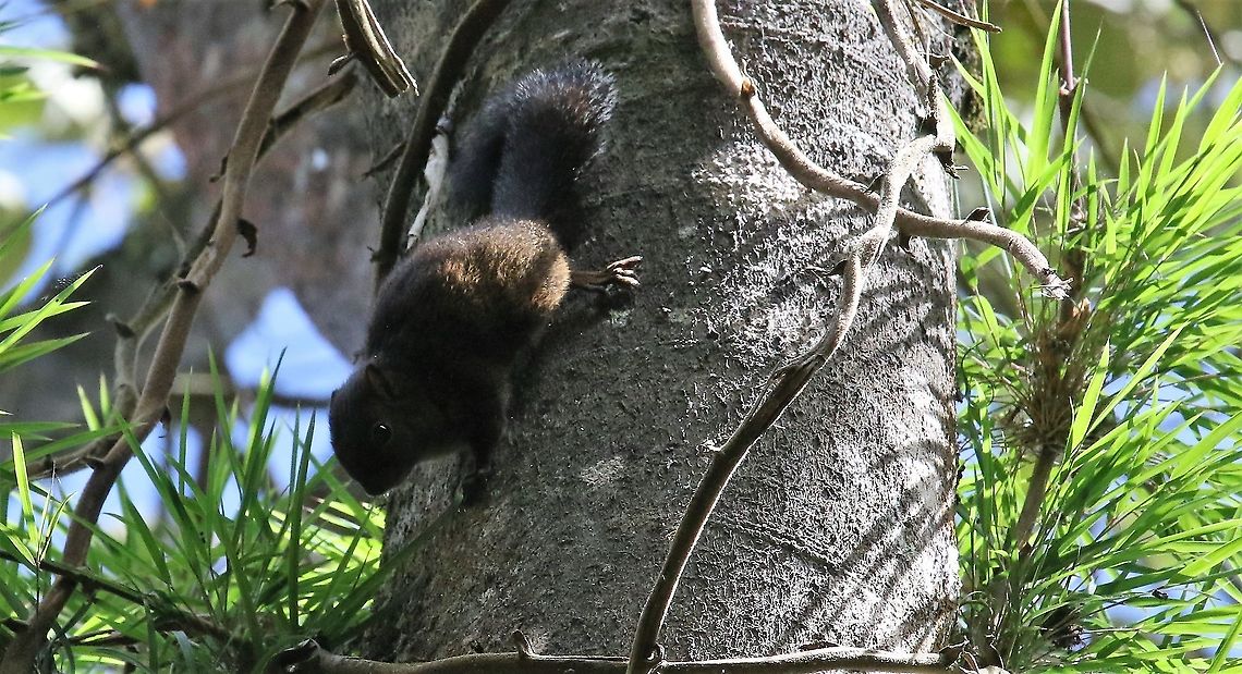 Andean Squirrel Chicaque National Park  Andean squirrel,Chicaque National Park,Sciurus pucheranii