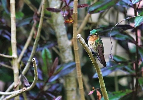 Female Tyrian Metaltail  Hummingbird Observatory,Metallura tyrianthina,Tyrian metaltail