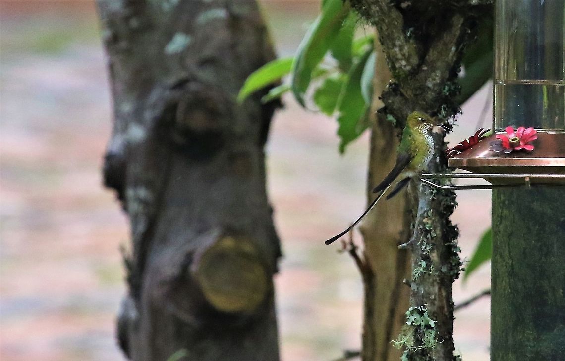 Booted Racket-tail Feeding at Hummingbird Observatory Hummingbird Observatory,Ocreatus underwoodii,White-booted racket-tail
