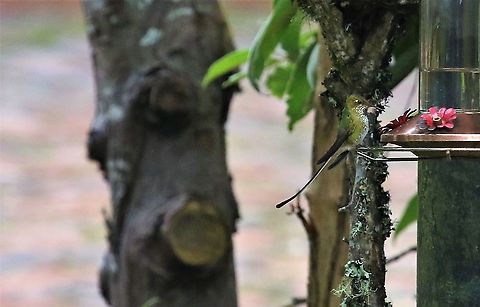 Booted Racket-tail Feeding at Hummingbird Observatory Hummingbird Observatory,Ocreatus underwoodii,White-booted racket-tail
