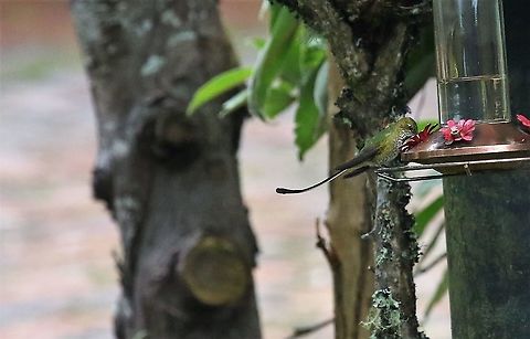 Booted Racket-tail Wonderful place to see hummingbirds Hummingbird Observatory,Ocreatus underwoodii,White-booted racket-tail