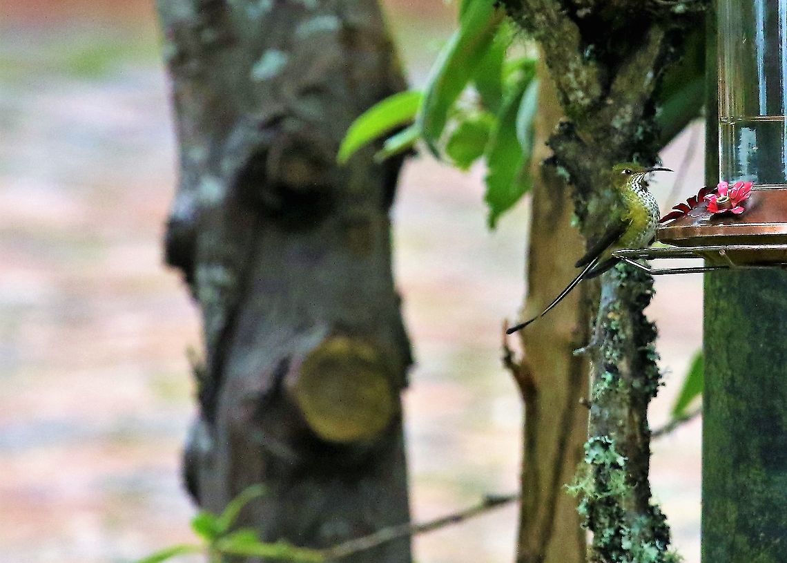 Booted Racket-tail Close-by Bogota Hummingbird Observatory,Ocreatus underwoodii,White-booted racket-tail