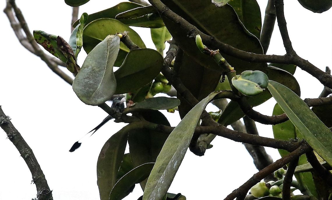 Booted Racket-tail Spotted in the canopy at Chicaque National Park Chicaque National Park,Ocreatus underwoodii,White-booted racket-tail