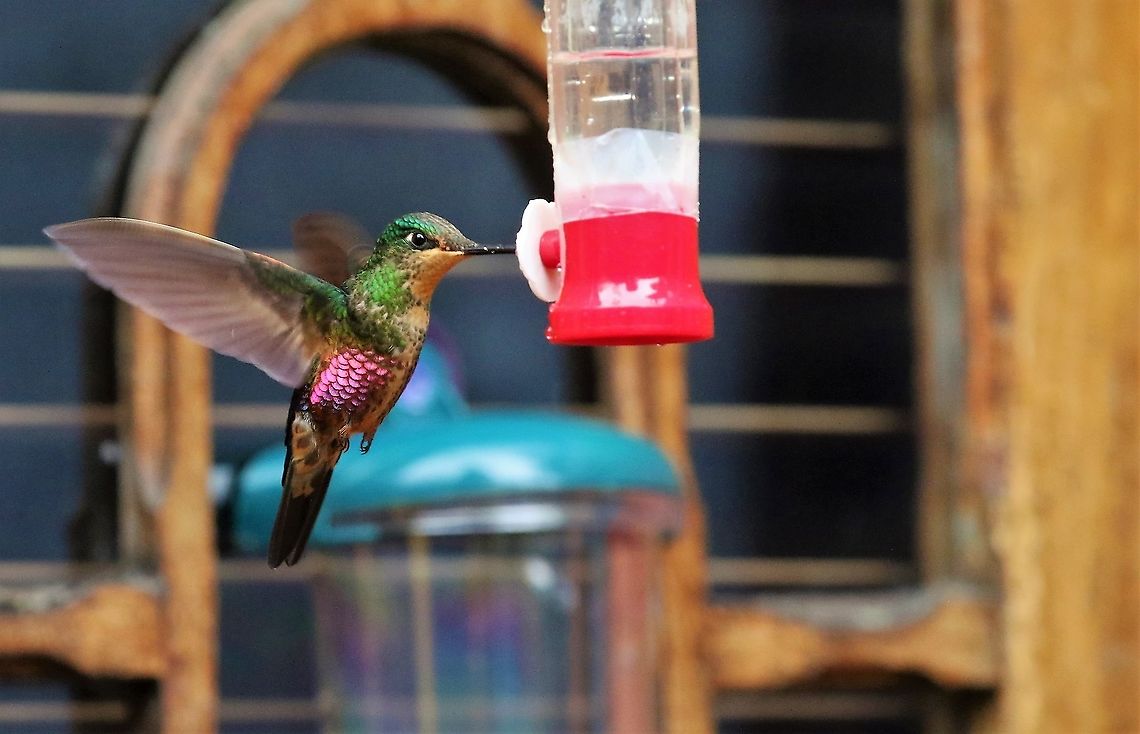 Female Blue-throated Starfrontlet  Blue-throated starfrontlet,Coeligena helianthea,Hummingbird Observatory