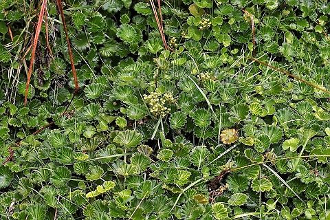 Lachemilla orbiculata, Alchemilla orbiculata Lachemilla orbiculata synonym Alchemilla orbiculata found in Chingaza National Park at about 3,500 metres Alchemilla orbiculata,Chingaza National Park,Lachemilla orbiculata,Páramo