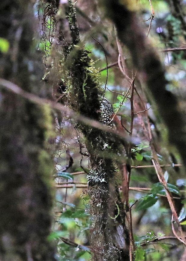 Pearled Treerunner On the paramo, very difficult to spot in the rain Chingaza National Park,Margarornis squamiger,Pearled treerunner,Páramo