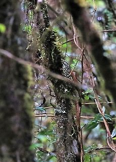 Pearled Treerunner On the paramo, very difficult to spot in the rain Chingaza National Park,Margarornis squamiger,Pearled treerunner,Páramo