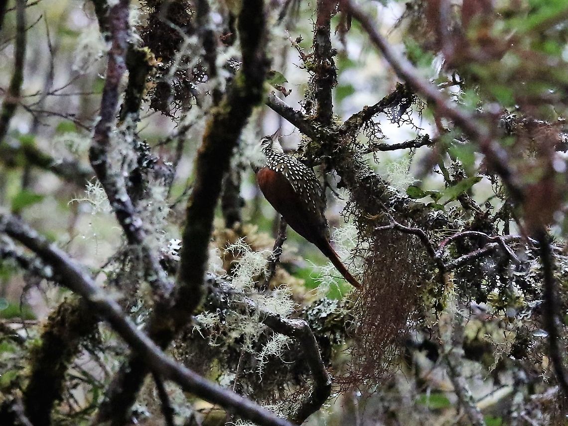 Pearled treerunner Very pretty bird in the rain Chingaza National Park,Margarornis squamiger,Pearled treerunner,P&aacute;ramo