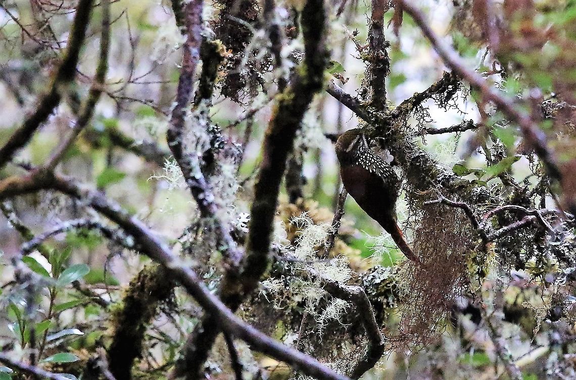 Pearled Treerunner Seen in the Chingaza national park on the paramo on a very wet day Chingaza National Park,Margarornis squamiger,Pearled treerunner,Páramo