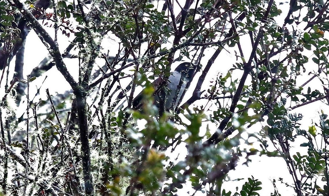 Black-headed Hemispingus Shy bird in the rain Black-headed hemispingus,Chingaza National Park,Hemispingus verticalis,P&aacute;ramo