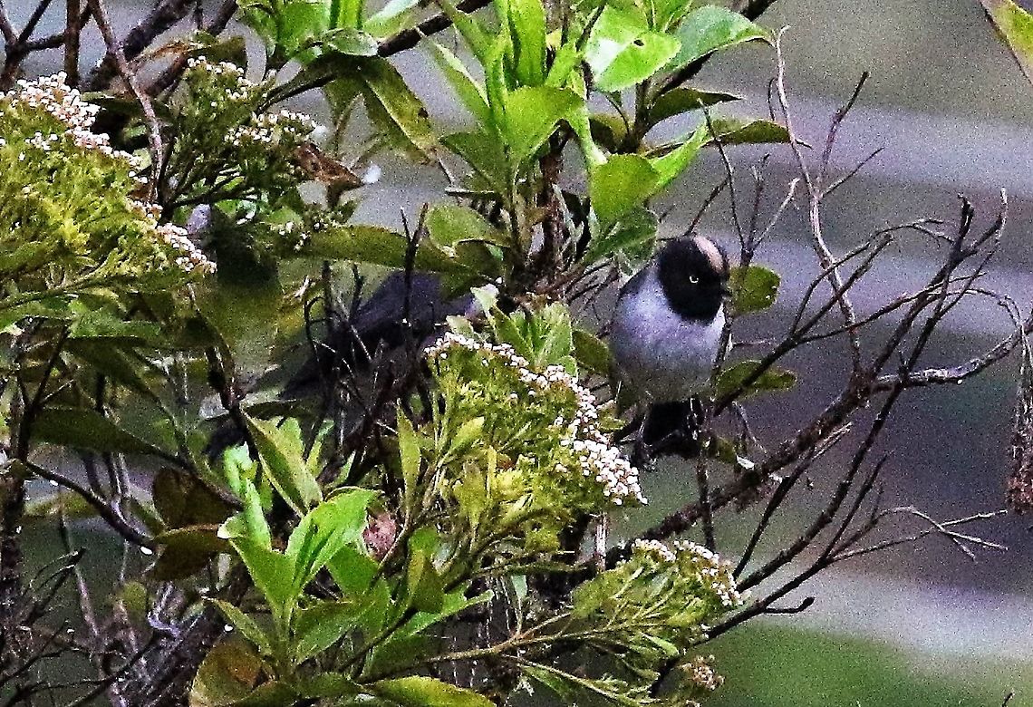 Black-headed hemispingus - perched, Colombia  Black-headed hemispingus,Hemispingus verticalis