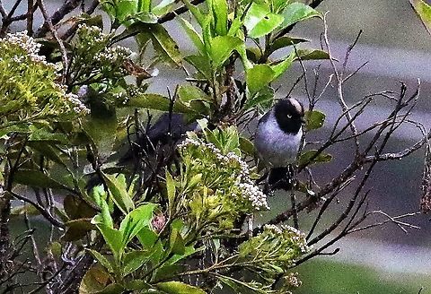 Black-headed hemispingus - perched, Colombia  Black-headed hemispingus,Hemispingus verticalis