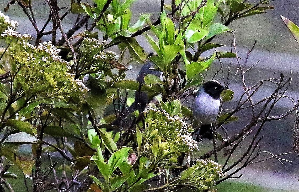 Black-headed Hemispingus Poor photographic conditions - very wet and misty on the paramo Black-headed hemispingus,Chingaza National Park,Hemispingus verticalis,P&aacute;ramo