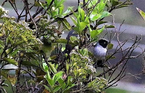 Black-headed Hemispingus Poor photographic conditions - very wet and misty on the paramo Black-headed hemispingus,Chingaza National Park,Hemispingus verticalis,Páramo