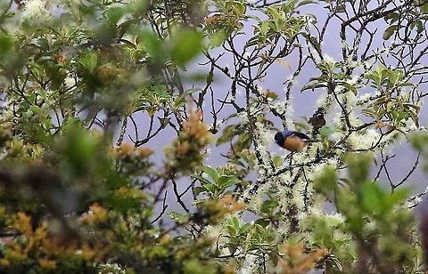 Blue-backed Conebill Got a brief glimpse of the blue back, although didn't see it till later that night Blue-backed conebill,Chingaza National Park,Conirostrum sitticolor,Páramo