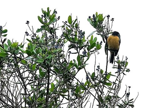Blue-backed Conebill On a wet day on the paramo Blue-backed conebill,Chingaza National Park,Conirostrum sitticolor,Páramo