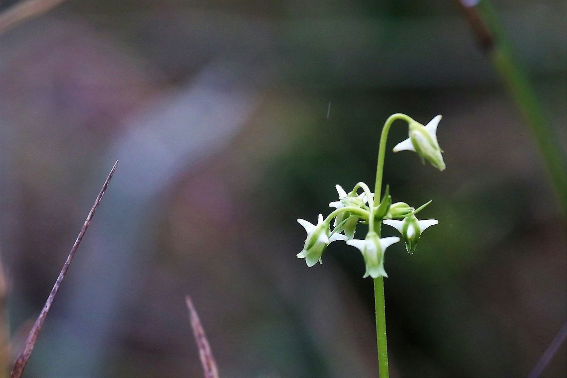 Halenia major At Chingaza NP Chingaza National Park,Halenia major,P&aacute;ramo