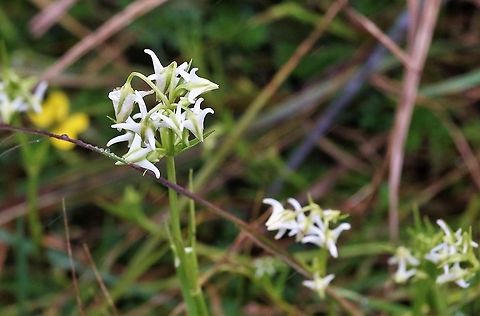Halenia major Prolific flower on the paramo Chingaza National Park,Halenia major,Páramo