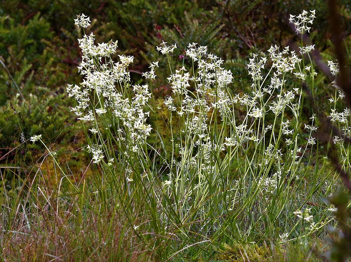 Halenia major On the paramo near Laguna Chingaza Chingaza National Park,Halenia major,Páramo