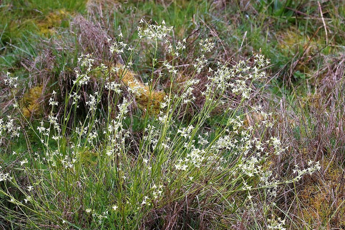 Halenia major Prolific outstanding flower on the damp paramo Chingaza National Park,Halenia major,P&aacute;ramo