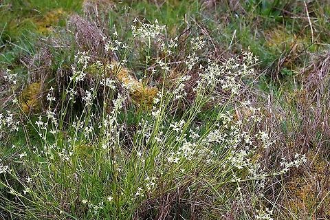 Halenia major Prolific outstanding flower on the damp paramo Chingaza National Park,Halenia major,P&aacute;ramo