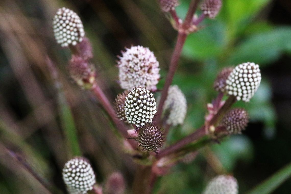 Eryngium humboldtii All stges of the flowerhead for this member of the thistle family Chingaza National Park,Eryngium humboldtii,Páramo