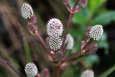 Eryngium humboldtii All stges of the flowerhead for this member of the thistle family Chingaza National Park,Eryngium humboldtii,Páramo