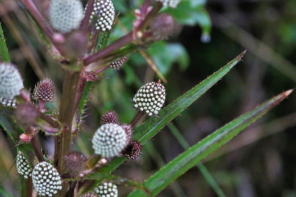 Eryngium humboldtii Wonderful member of the thistle family Chingaza National Park,Eryngium humboldtii,Páramo