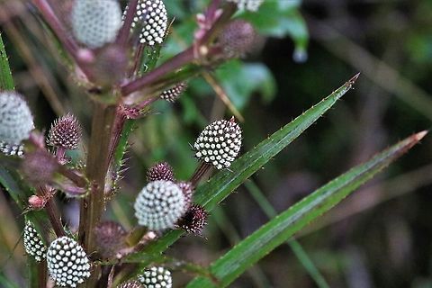 Eryngium humboldtii Wonderful member of the thistle family Chingaza National Park,Eryngium humboldtii,Páramo