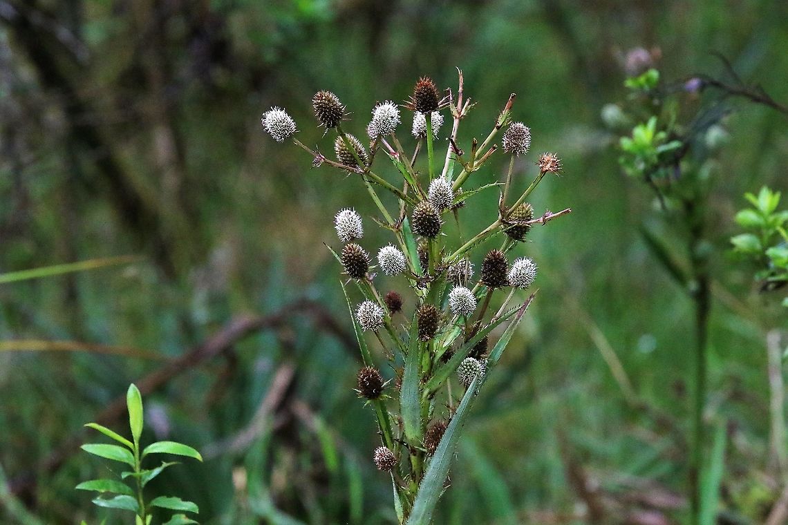 Eryngium humboldtii Beautiful thistle on the paramo Chingaza National Park,Eryngium humboldtii,Páramo