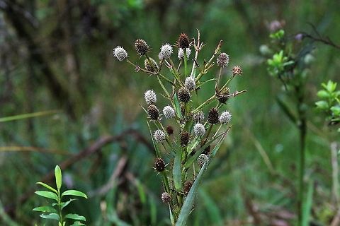 Eryngium humboldtii Beautiful thistle on the paramo Chingaza National Park,Eryngium humboldtii,Páramo