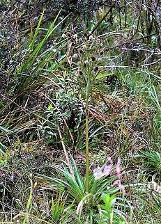 Eryngium humboldtii Full plant on the paramo Chingaza National Park,Eryngium humboldtii,Páramo