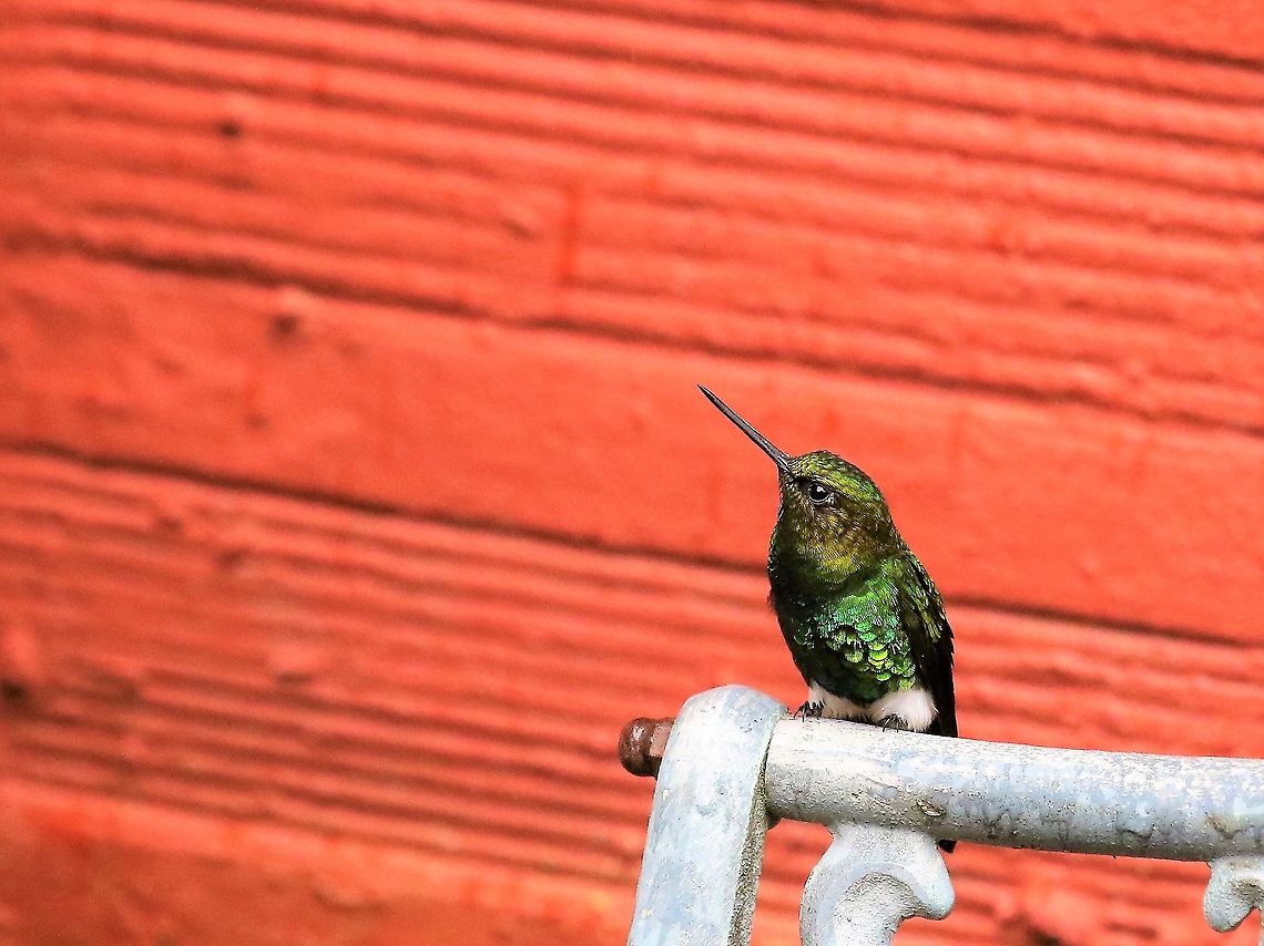 Feisty Glowing Puffleg At Hummingbird Observatory along with the Coppery-bellied Puffleg Eriocnemis vestita,Glowing puffleg,Hummingbird Observatory