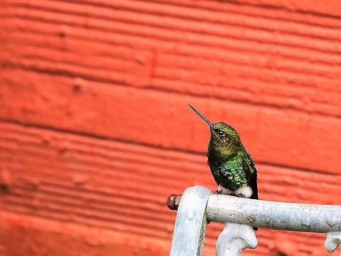 Feisty Glowing Puffleg At Hummingbird Observatory along with the Coppery-bellied Puffleg Eriocnemis vestita,Glowing puffleg,Hummingbird Observatory