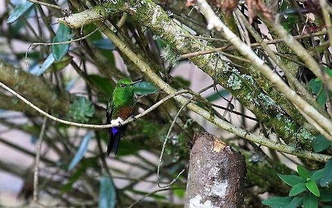 Coppery-bellied Puffleg A final hummingbird species from Hummingbird Observatory Coppery-bellied puffleg,Eriocnemis cupreoventris,Hummingbird Observatory
