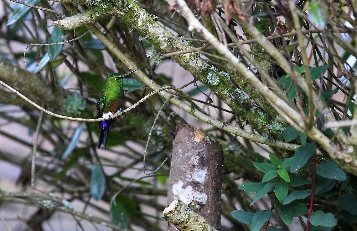Coppery-bellied Puffleg One of 2 species of Puffleg here Coppery-bellied puffleg,Eriocnemis cupreoventris,Hummingbird Observatory