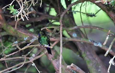 Glowing Puffleg  Eriocnemis vestita,Glowing puffleg,Hummingbird Observatory