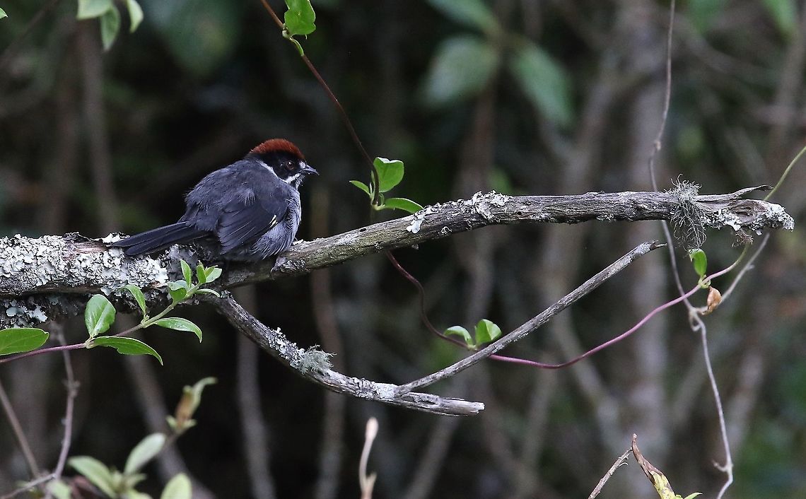 Slaty Brush Finch  Atlapetes schistaceus,Chicaque National Park,Slaty brush finch